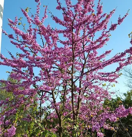 茵穆佩尔酒店 Dhërmi